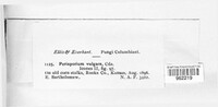 Preussia vulgaris image
